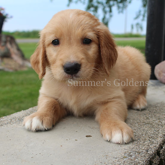 Healthy puppies for sales sale